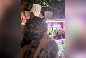 В Краснодаре несколько раз подряд обокрали бездомного кота