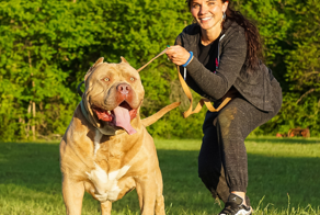 Американский булли: запрещённая и непредсказуемая порода