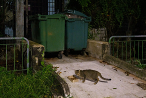 Как снятие запрета на кошек в Сингапуре сделало только хуже