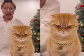 Пушистый музыкальный критик недоволен