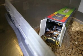 Таможенники в коробках с детскими игрушками нашли гнезда змей