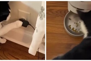 Кошка обманула систему