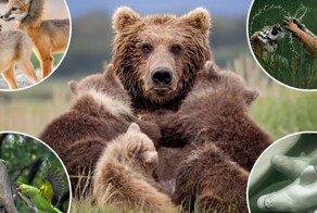 Впечатляющие снимки победителей конкурса Nature’s Best Photography 2024