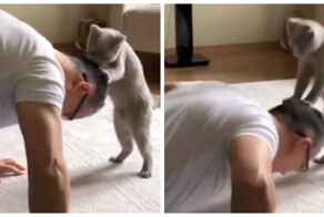 Кот стал личным тренером для своего хозяина
