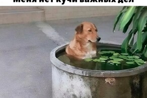 Не ищите здесь смысл. Здесь в основном маразм