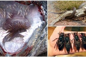 19 доказательств того, что нет ничего страшнее природы