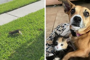 Очаровательный дуэт: собака спасла бездомного котёнка