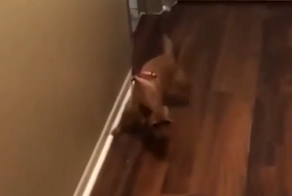 Монстр едва не утащил собаку во тьму