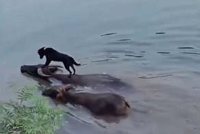 Пример настоящей дружбы