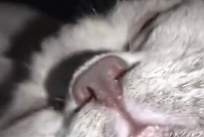 Разница в звучании котов с разными "двигателями"