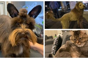 30 безумных стрижек питомцев, которым остаётся только сочувствовать