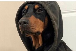Скрины из соцсетей            