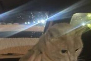 Кота Лучика и укравших его девочек нашли