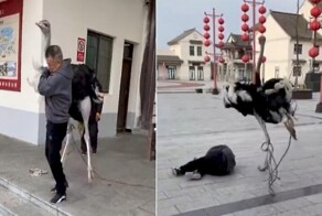 Подаренный страус снёс с ног нового владельца