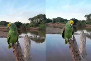 Попугай душевно спел на природе