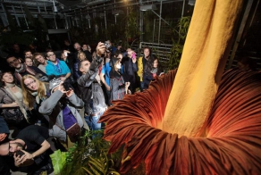 Самый большой в мире цветок (4 фото)