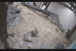 Просто гифки, всякие и разные