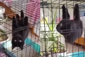 Котенок-паук: самый милый и пушистый супергерой в мире