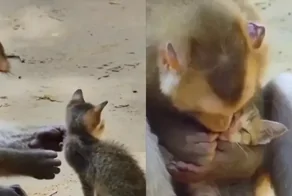 Милое видео о дружбе обезьянки и котенка