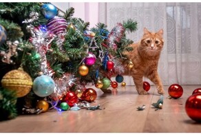 Ёлочный хаос: скоро во многих домах с котами