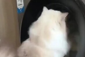 Сражение кота со стиральной машиной