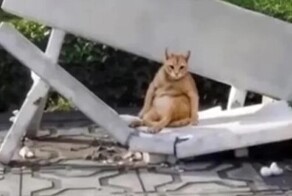 Кот деловито уселся на разрушенной скамье