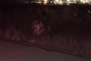 Глаза горят: пара повстречала амурского тигра на дороге