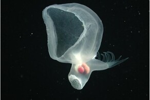 В глубинах океана обнаружили новый вид