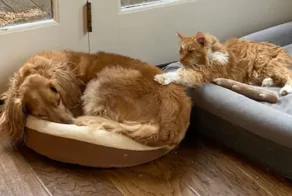 Уморительные котейки и пёсели, которые делят друг с другом лежанку