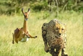 Намешалось