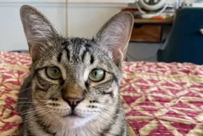 25 котофеев, виртуозно и артистично демонстрирующих эмоции с помощью взгляда