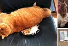 32 животных, которые ведут себя как полные засранцы