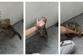 Если на вас напал кот