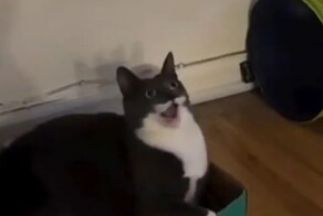Реакция кота на игрушку-кисточку