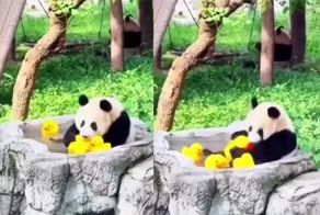 Панда хорошо проводит время с резиновыми утятами