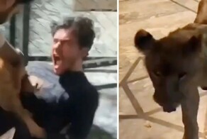 Лев по кличке Симба показал гостю, как он "любит" фотографироваться