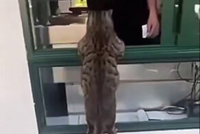 Встаньте в очередь!