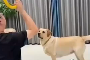 Пёс воспользовался открывшейся возможностью