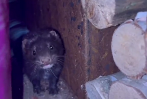 Женщина накормила вороватого зверька