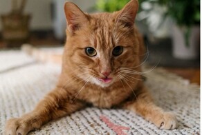 25 котиков-следопытов, внимательности которых можно только позавидовать