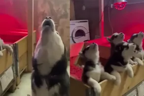 Хаски показала щенкам мастер класс по вою