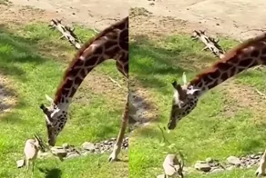 Жираф помог газели