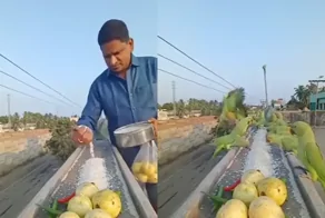 Попугаи слетелись на кормёжку