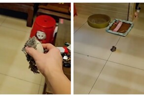Попытка кота в доспехах атаковать игрушку