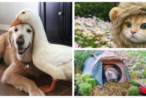 30 трогательных снимков животных, которые сделают ваш день лучше