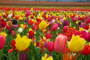 Как “тюльпанная лихорадка” привела к масштабному финансовому кризису в стране