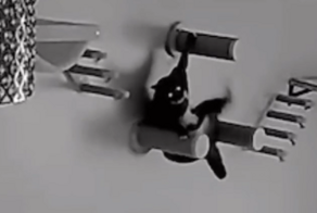 Кот сражался до последнего