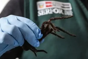 З20 тарантулов на теле: в Перу арестовали очень смелого контрабандиста