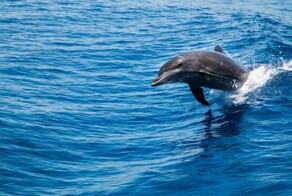 Одинокого дельфина нашли в Балтийском море: он «разговаривает» сам с собой