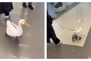 Гусь в кроссовках прогулялся по торговому центру в Москве